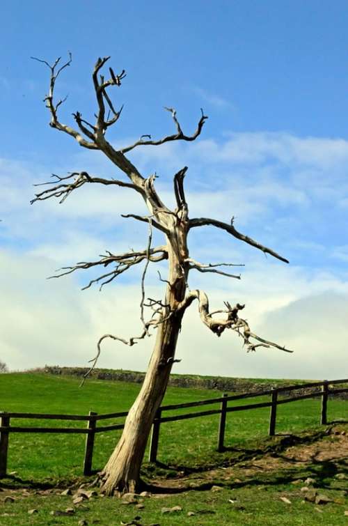 Tree Branch Branches Nature Landscape Dry Alone