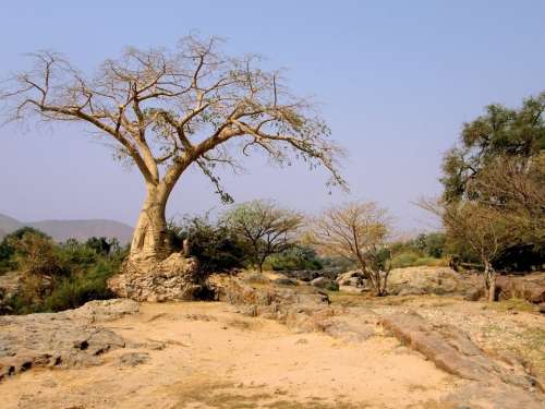 Tree Trees Desert Namibia Namibian Desert Dirt