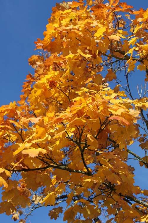 Tree Branch Nature Sky Landscape Autumn Leaves