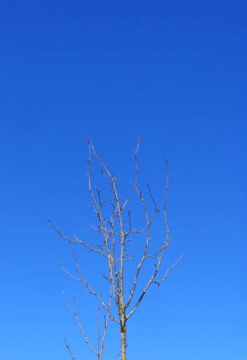 Tree Branch Winter Sky Sky Blue