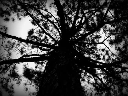 Tree Black And White Nature