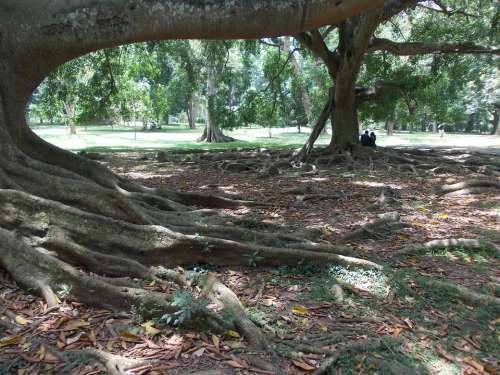 Tree Nature Garden Sri Lanka Peradeniya Ceylon