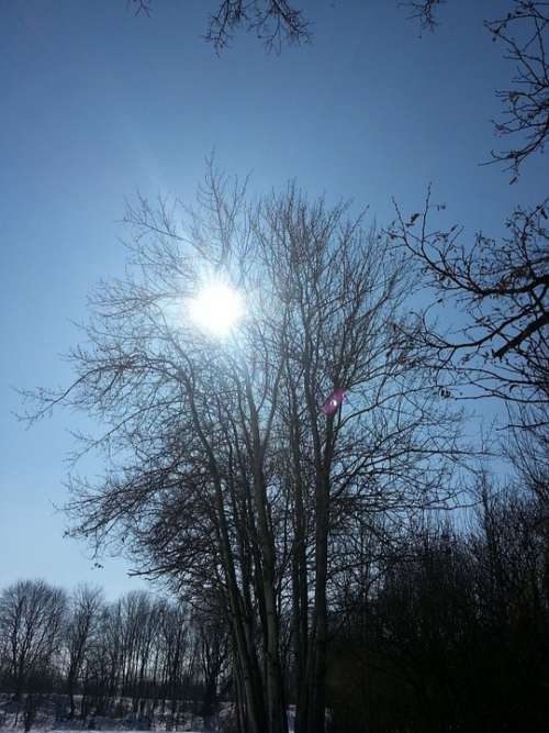 Tree Winter Sun Landscape Sun Nature