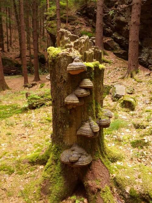 Tree Stump Forest Green Brown Fungus Funghi