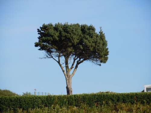 Tree Pine