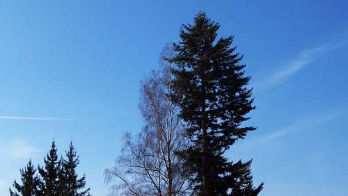 Tree Sky Blue