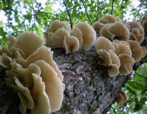 Tree Close-Up Fungus Forest Mushroom Nature