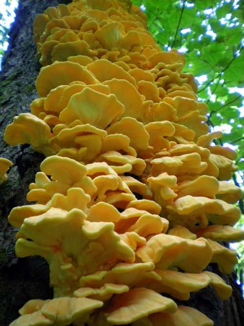 Tree Close-Up Fungus Forest Mushroom Nature