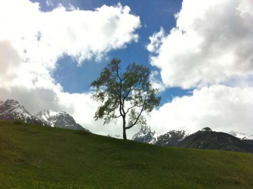 Tree Sky Nature Weather Mood Individually