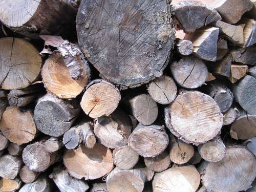 Tree Wood Bark Forest Log