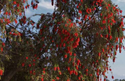 Tree Red Flora