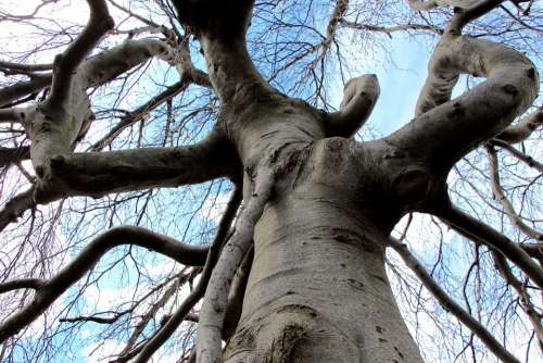 Tree Gnarled Twisting Twisted Wood Bark Branches