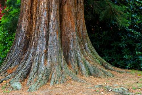 Tree Trunk Bark Texture Close-Up Big Large