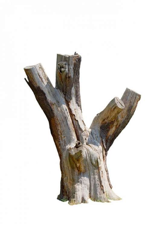 Tree Stump Dead Close-Up Texture Bark Isolated