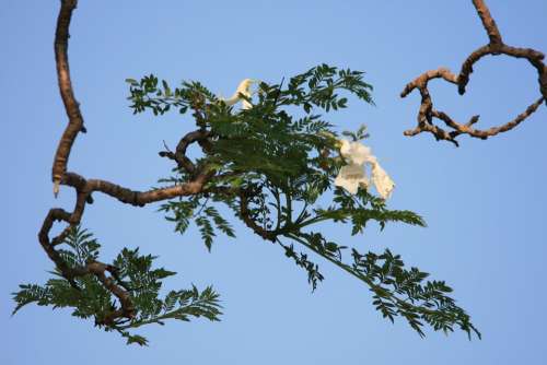 Tree Jakaranda Flower White Blooms Sky Blue