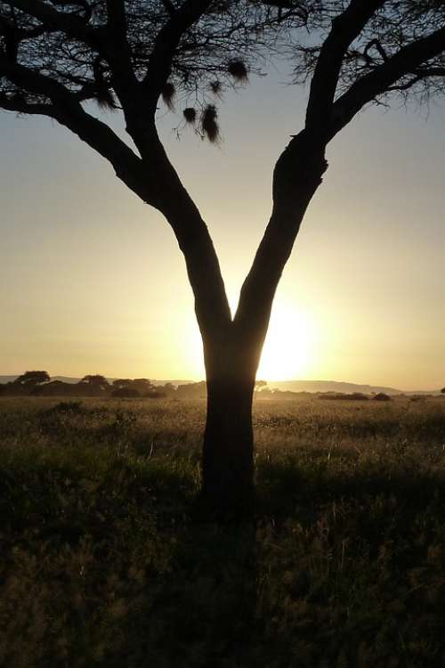 Tree Sun Sunset Africa Tarangire Tanzania