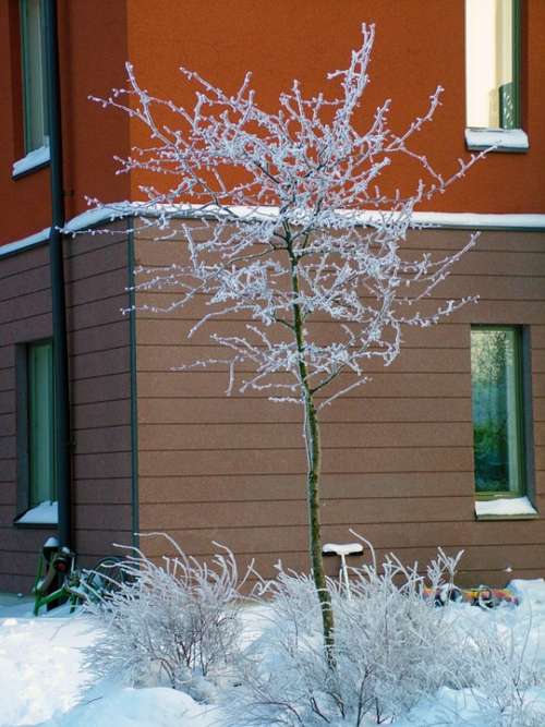 Tree Winter Snow Frost House Building Snowy