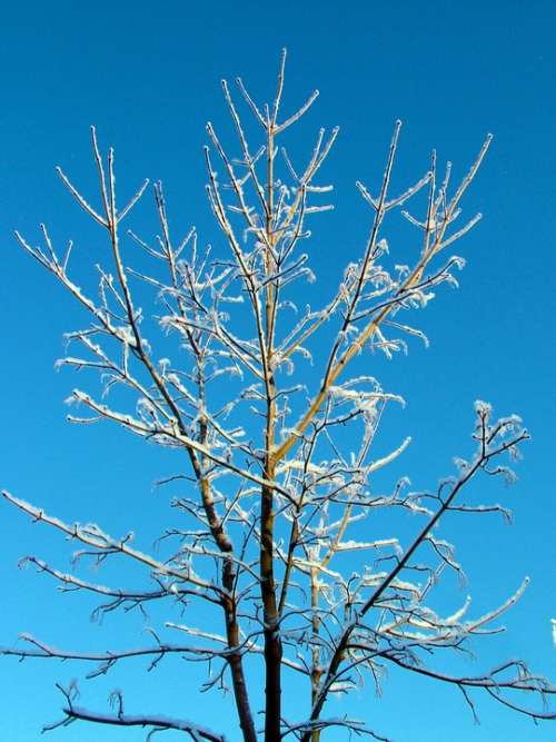 Tree Nature Sunny Sky Blue Sky Branches Finnish