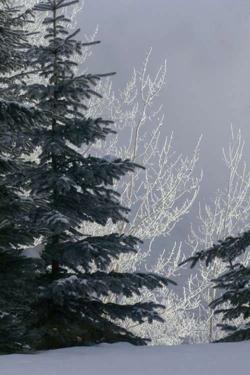 Tree Fir Hoarfrost White Frost Rime Frost Winter