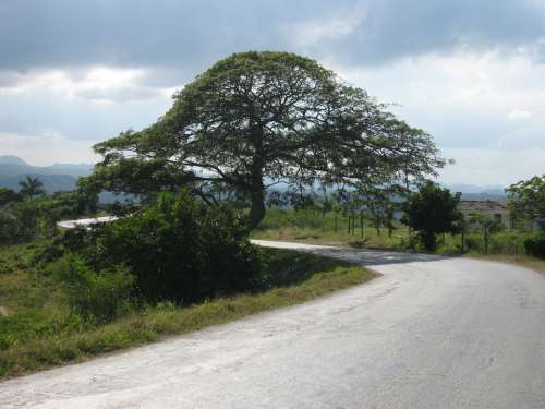 Tree Cuba Landscape