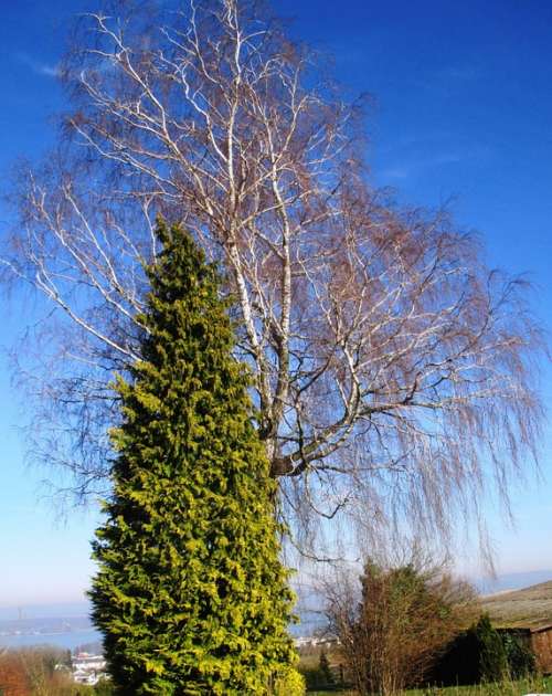 Tree Landscape Green Nature View Color Panorama