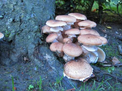 Tree Mushroom Fouling Plant