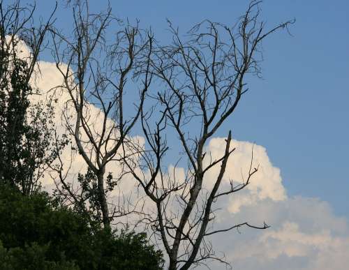 Tree Bare Dead Stark Sky Blue Clouds White