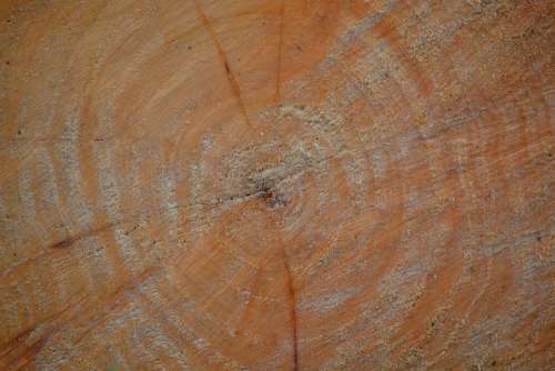 Tree Wood Circles Nature Tree Rings Background
