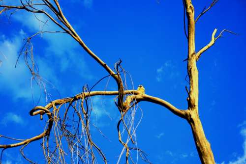 Tree Old Dead Dry Sky Blue