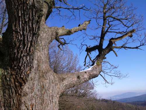 Tree Branch Sky Winter