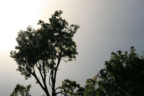 Tree Tall Green Sky Grey Glow Sun Light