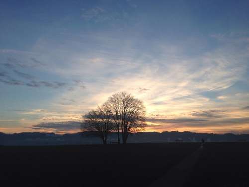 Tree Sky Sunset Zollikon Switzerland Nature Mood