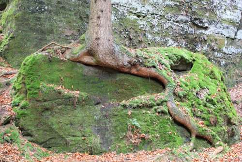 Tree Root Overgrown Nature Trees Tree Root