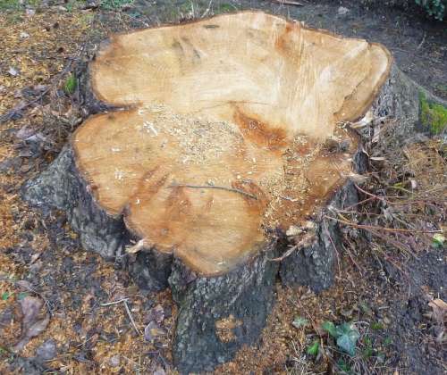 Tree Log Annual Rings Wood Sawed Off Like