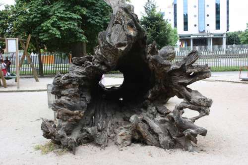 Tree Trunk Wood