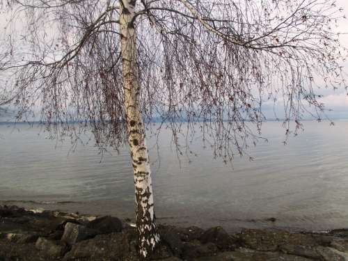 Tree Birch Romanshorn Winter Stones Water Lake