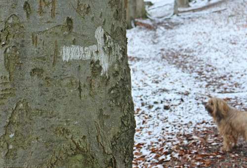 Tree Log Tribe Bark Arrow Note Information