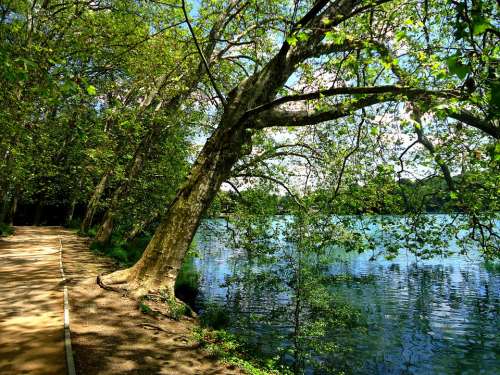 Tree Water Lake Nature Based