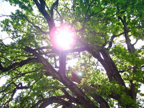 Tree Sun Green Backlighting Old Oak