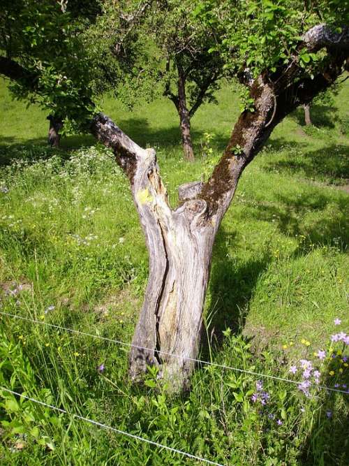 Tree Old Nature Wood Meadow