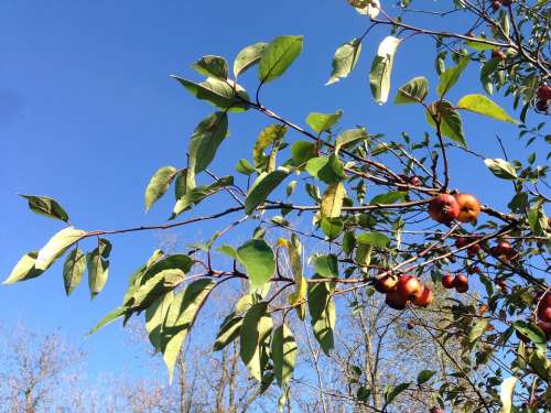 Tree Apples Red Green Fruit Branch Sky Nature