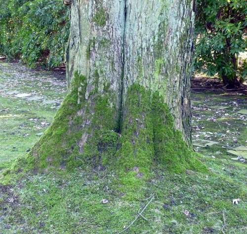 Tree Moss Bark Tribe