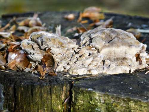 Tree Stump Fungus Mushroom Nature Macro Funghi