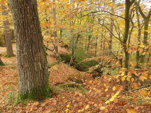 Tree Emerge Autumn Forest Rock Colorful Yellow