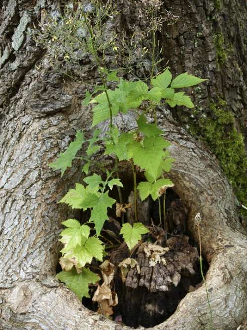 Tree Root Stump Bark Growing Plant Nature