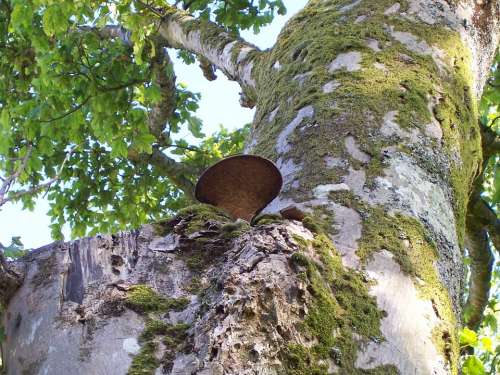 Tree Branch Moss Lichen Fungus Leaves Green Wood