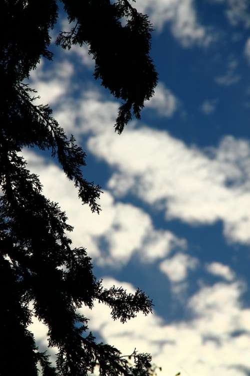 Tree Silhouette Shadow Blue Sky Nature Cloudy