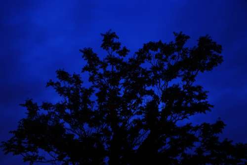 Tree Night Long Exposure Blue Silhouette