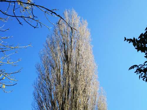 Tree Poplar Aesthetic Tribe Powerful Up Sky