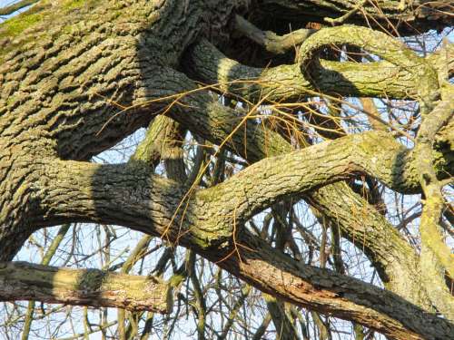 Tree Tribe Aesthetic Devoured Bark Wood Nature